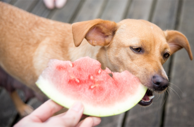 fruits-and-veggies-for-dogs-main---x----670-440x---